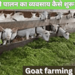 Goat farming business kaise suru kare