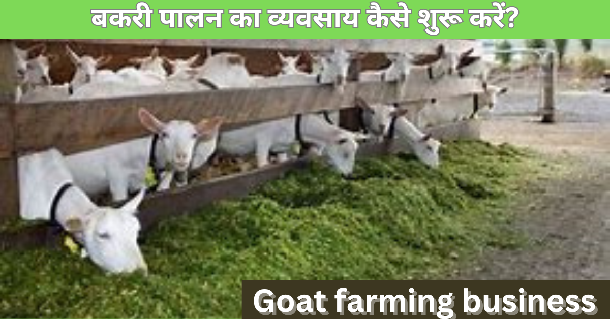 Goat farming business kaise suru kare
